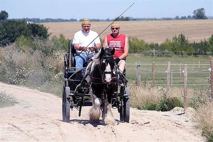 Irish Cob Moustafar Van Boeregemvel billede 16
