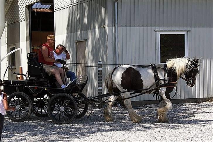 Irish Cob Moustafar Van Boeregemvel billede 17