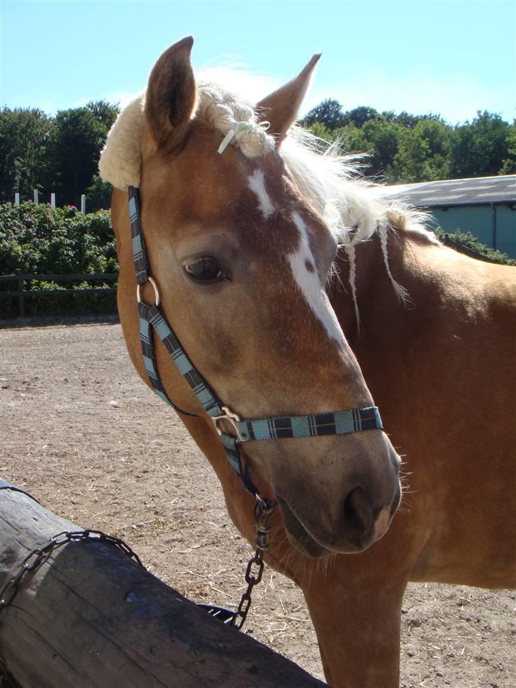 Haflinger 8930819 Ursula *R.I.P* billede 10