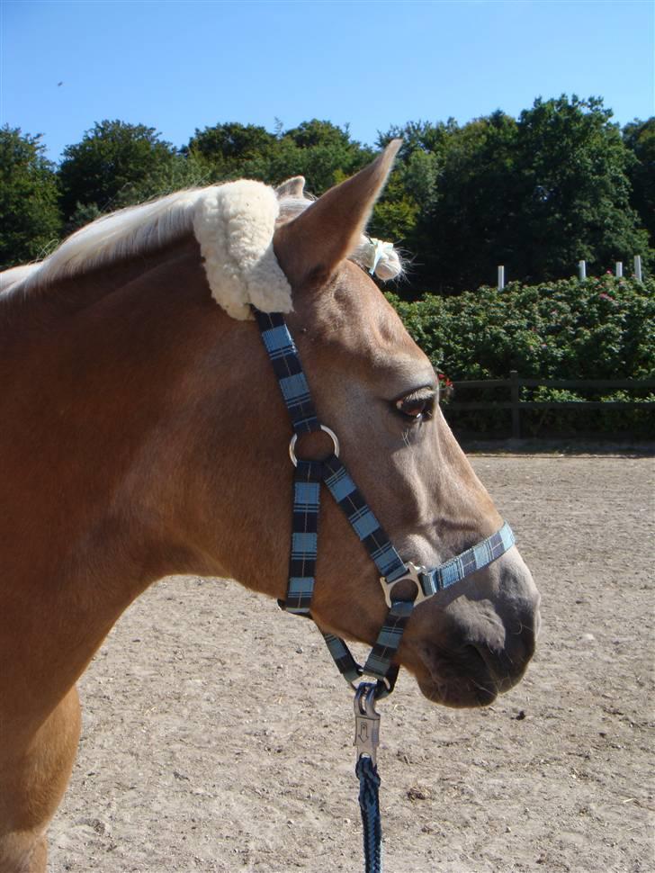Haflinger 8930819 Ursula *R.I.P* billede 11