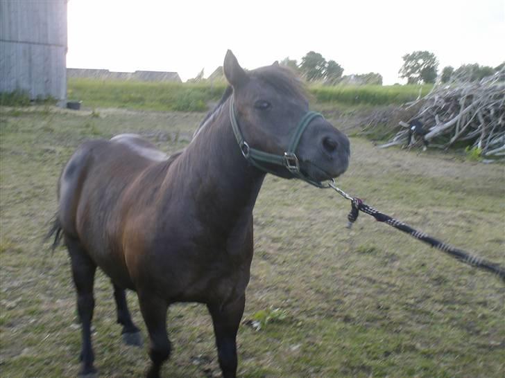 Anden særlig race Tarzan   - jeg vil ikke nu, jeg står lige så godt her<3 billede 3