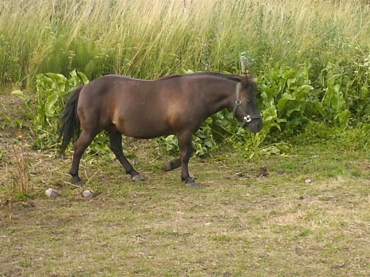 Anden særlig race Tarzan   - manze hvor blev du af´?<3 billede 4