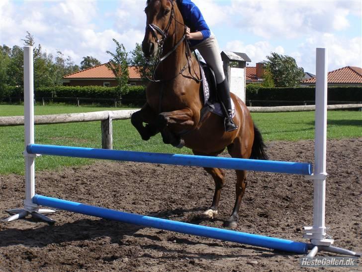 Dansk Varmblod Princess Isabella(preben) - preben til træning ;D foto:julie. billede 14