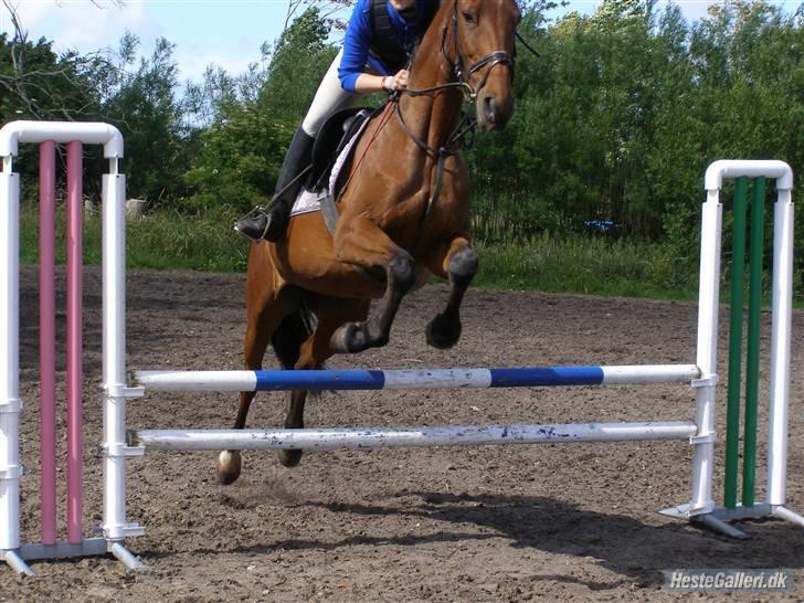 Dansk Varmblod Princess Isabella(preben) - træning. foto:julie billede 15