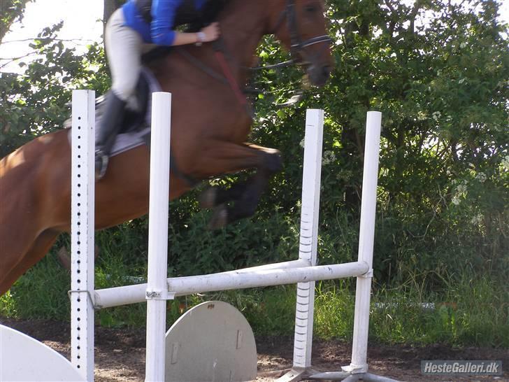 Dansk Varmblod Princess Isabella(preben) - træning foto:julie billede 16