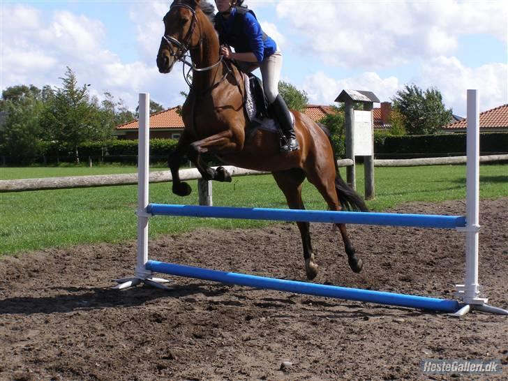 Dansk Varmblod Princess Isabella(preben) - træning foto:julie billede 17