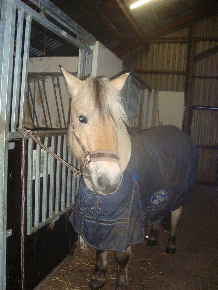Fjordhest Freja | Stjerneponyen<3. - NYT!  Freja på staldgangen<3 billede 4
