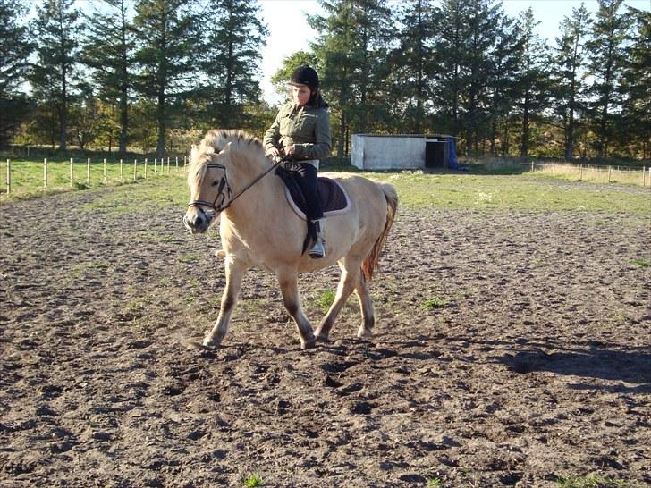 Fjordhest Freja | Stjerneponyen<3. - Freja der blive redet :-) billede 5