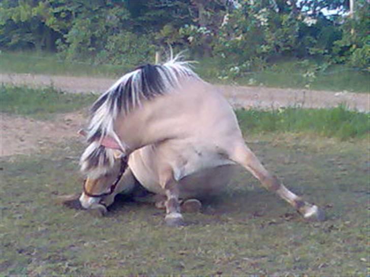 Fjordhest Freja | Stjerneponyen<3. - man jeg elsker  hende  billede 6
