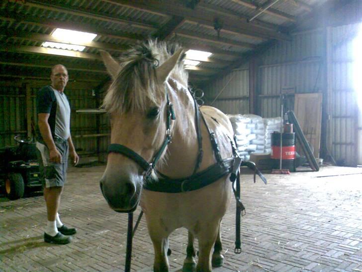 Fjordhest Freja | Stjerneponyen<3. - første gang med seletøj på       NYT billede 10