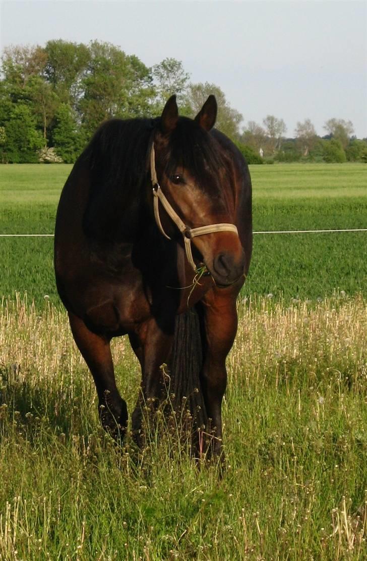 Dansk Varmblod Drudgaards Cefir - 5:  Kønne Cefir ^^´ * ??-??-2009 Elisabeth S * billede 5