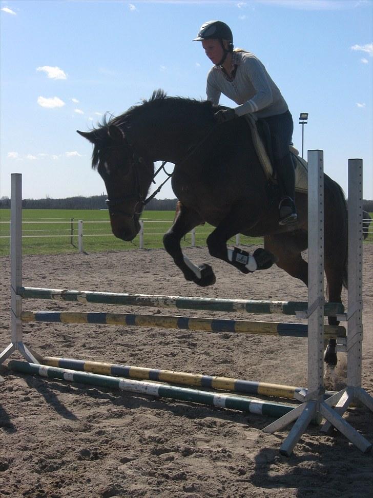 Dansk Varmblod Drudgaards Cefir - 10: Et af Cefirs første spring i det nye år (: *??-??-2010 Elisabeth S* billede 10