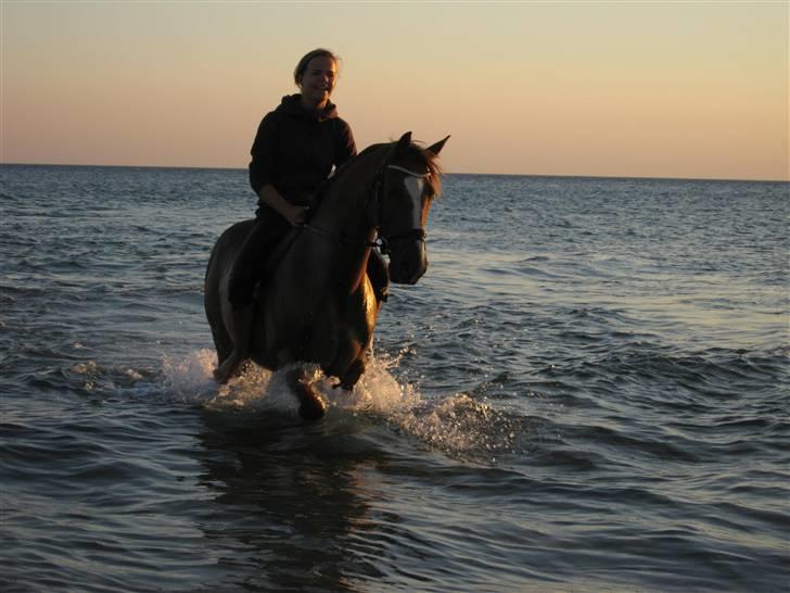 Tysk Sportspony Denver - Ved Stranden på Langeland. August 08. billede 19
