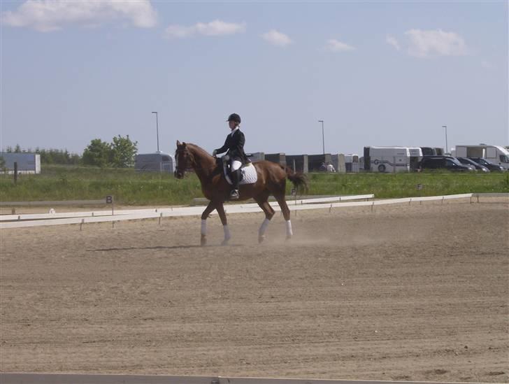 Dansk Varmblod Emos <3 <3 <3 <3 <3 - 10# Han ser bare såå lækker ud ! Foto: Min Mor (mit kamera) billede 11