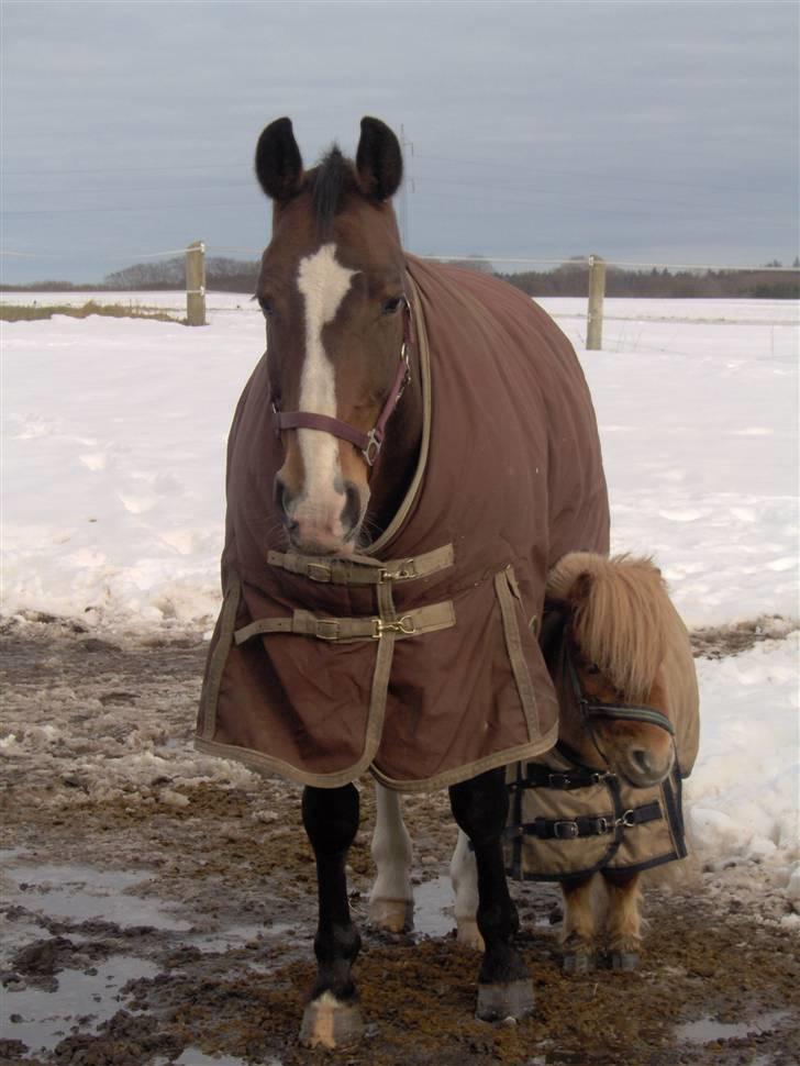 Oldenborg stidsbjergs Jarl  "DØD" - Jarl og hans bedste ven i hele verden  billede 16