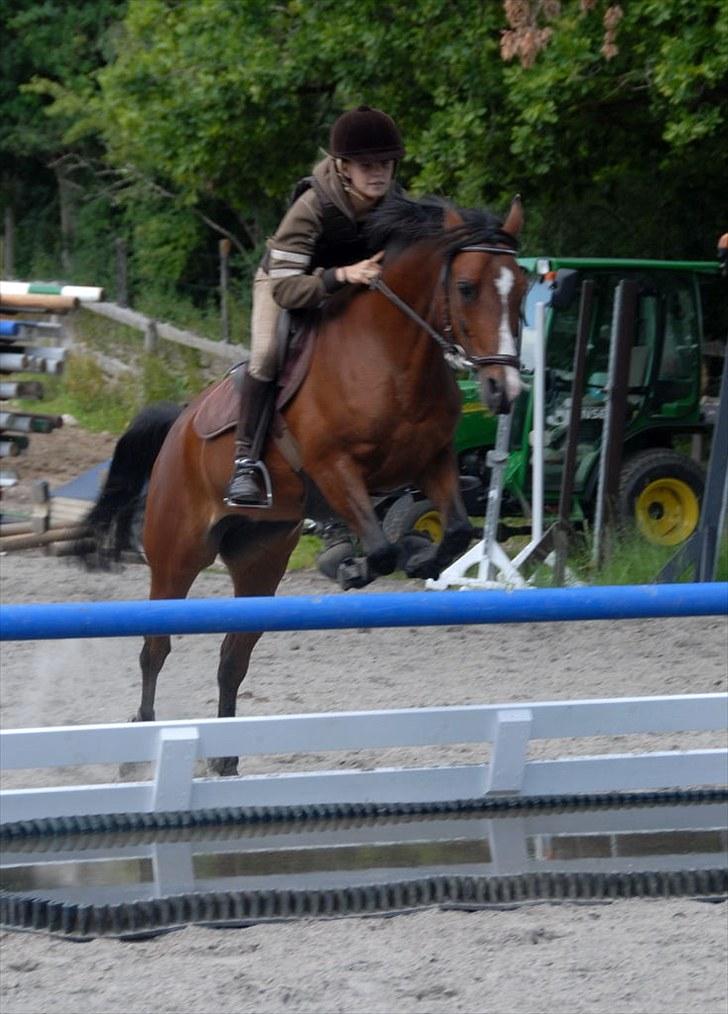 Anden særlig race Foxy Lady - springer vand på litten  billede 3