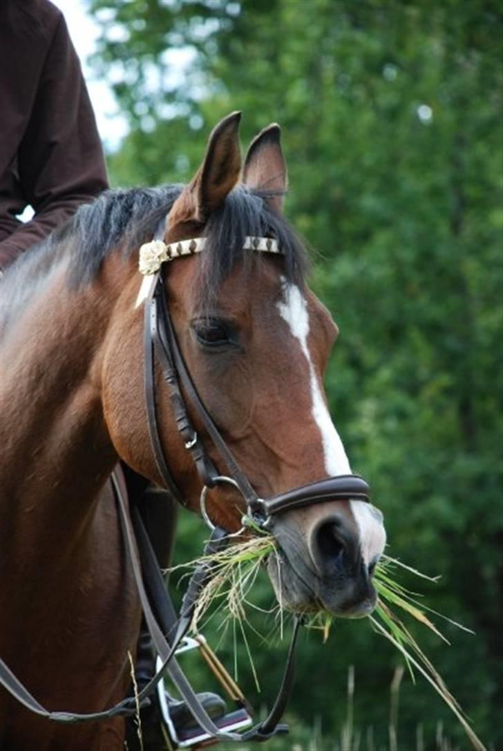 Anden særlig race Foxy Lady - smukke pony! af Sanne :) billede 5
