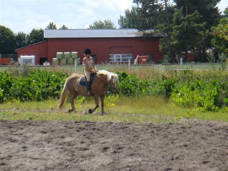 Haflinger 8930819 Ursula *R.I.P* - Mor og Usse billede 12