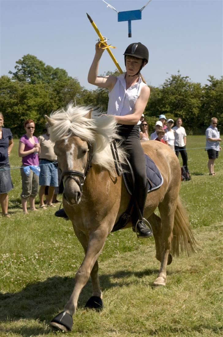 Haflinger 8930819 Ursula *R.I.P* billede 19