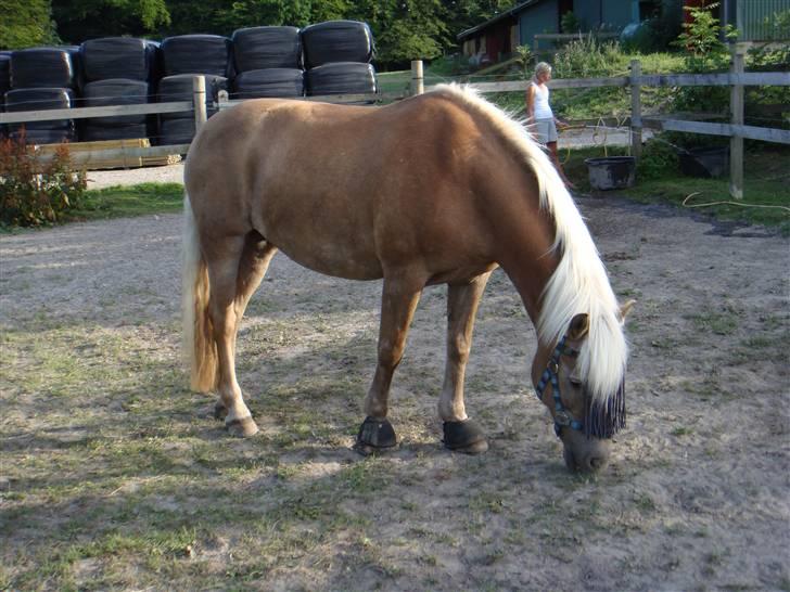 Haflinger 8930819 Ursula *R.I.P* billede 20