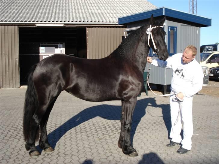 Frieser Mira of Paradise~gl halvp - til 3 årskåring :) billede 1