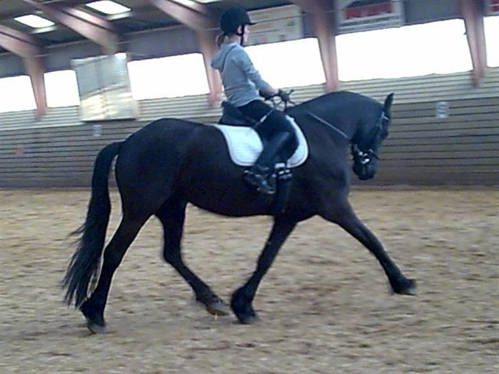 Frieser Mira of Paradise~gl halvp - ude og ride hende første gang :) billede 2