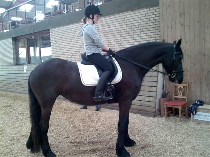 Frieser Mira of Paradise~gl halvp billede 3