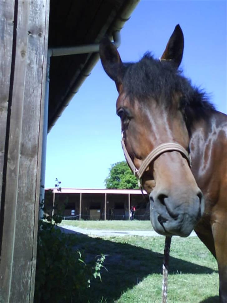 Anden særlig race Smukke Sheila ¤ R.I.P. ¤† - Hejsa siger Smukke lige. billede 6