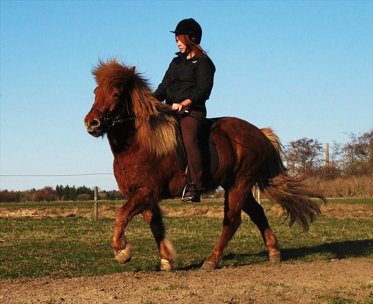 Islænder | Eldur fra Udholm | - Billedet taget af: Majken Rudkjøbing billede 13