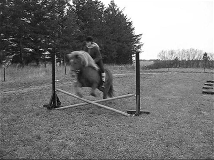 Islænder | Eldur fra Udholm | - Billedet taget af: Majken Rudkjøbing billede 14