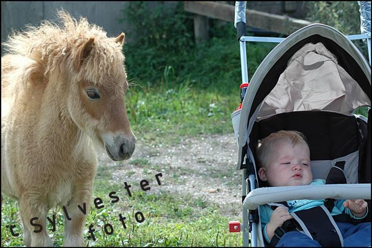 Dansk Miniature Hovvejens Duketo  billede 8