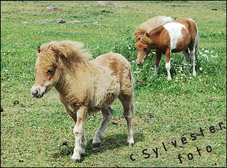 Dansk Miniature Hovvejens Duketo  billede 9