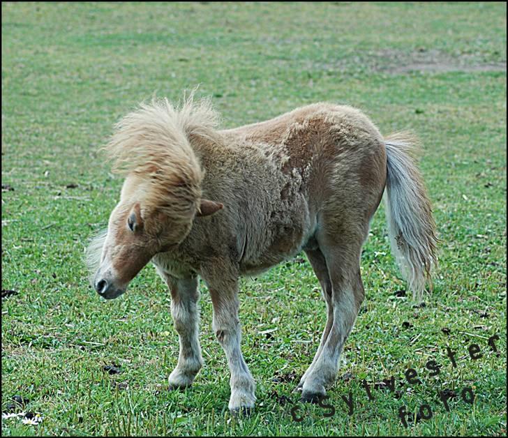 Dansk Miniature Hovvejens Duketo  billede 10