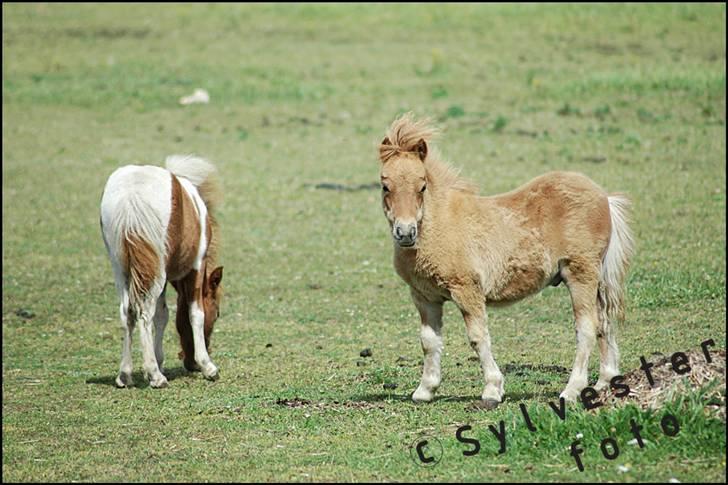 Dansk Miniature Hovvejens Duketo  billede 11