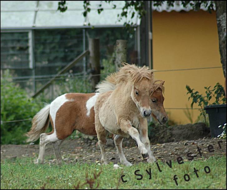 Dansk Miniature Hovvejens Duketo  billede 12