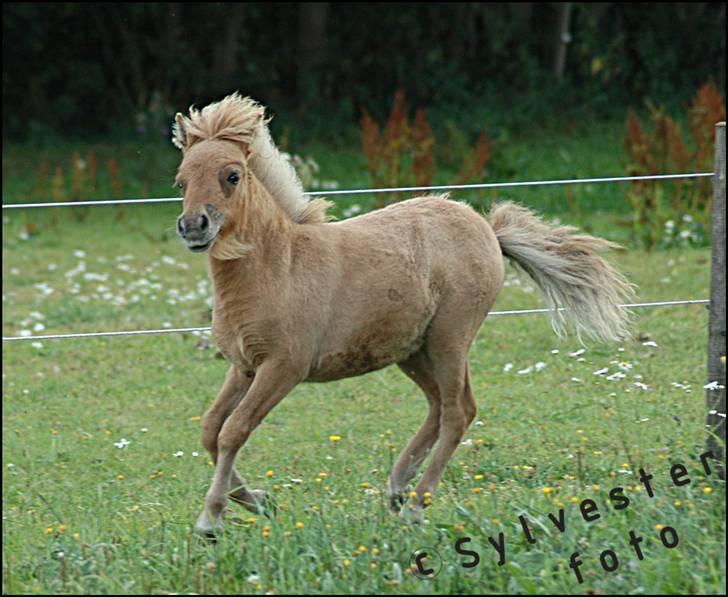 Dansk Miniature Hovvejens Duketo  billede 13