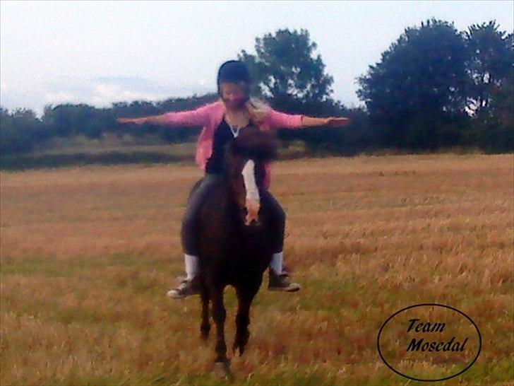 Welsh Mountain (sec A) Mosedalens Kiro-BasseMand - Himmelhest billede 2