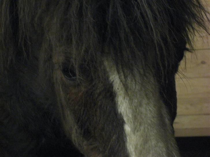 Welsh Mountain (sec A) Mosedalens Kiro-BasseMand - Himmelhest billede 3