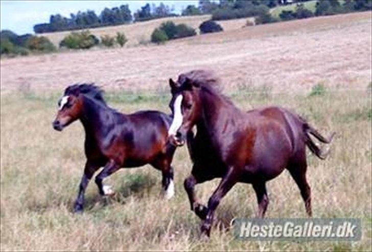 Welsh Mountain (sec A) Mosedalens Kiro-BasseMand - Himmelhest billede 4