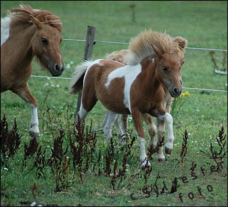 Dansk Miniature Hovvejens Duchess *solgt* billede 14