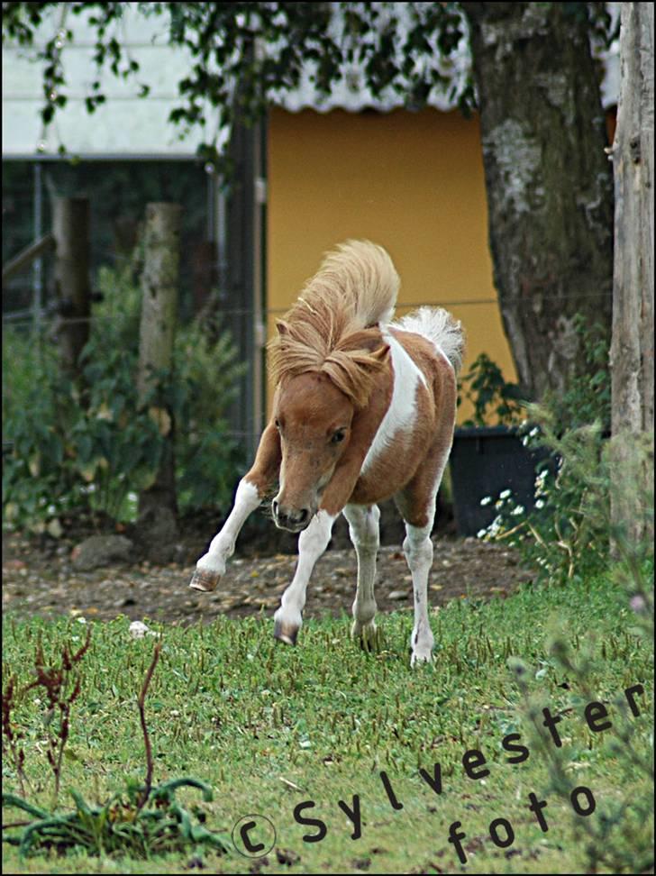 Dansk Miniature Hovvejens Duchess *solgt* billede 15