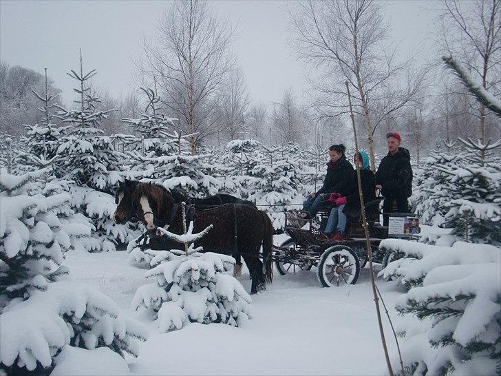 Welsh Mountain (sec A) Mosedalens Kiro-BasseMand - Himmelhest billede 6