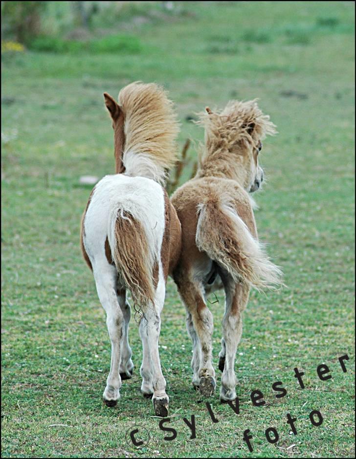 Dansk Miniature Hovvejens Duchess *solgt* billede 16