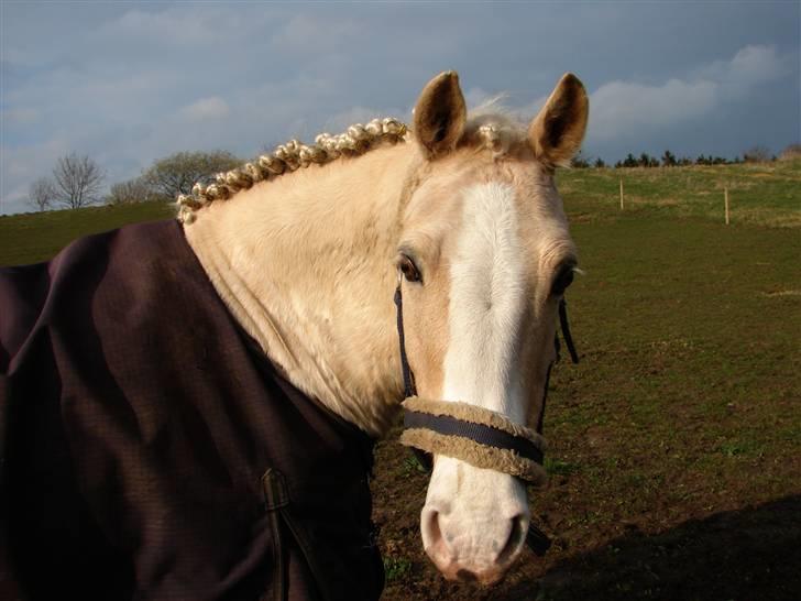 Palomino Max Edslev - SOLGT - Efter stævne april 2008 billede 3