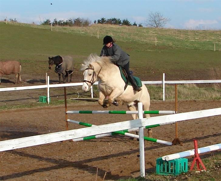 Palomino Max Edslev - SOLGT - Han kan også springe - foråret 2008 billede 4