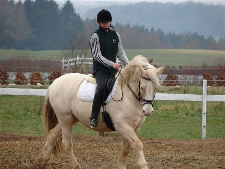 Palomino Max Edslev - SOLGT - Dressurtræning forået 2008 billede 5