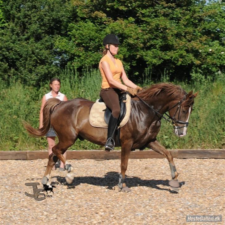 Anden særlig race Filur SOLGT billede 7