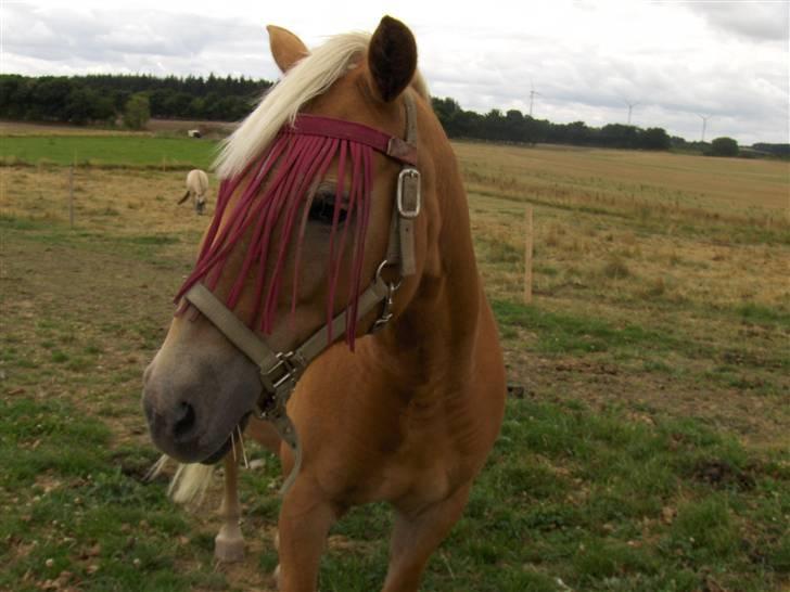 Haflinger kløv´s puk  - ´ billede 6