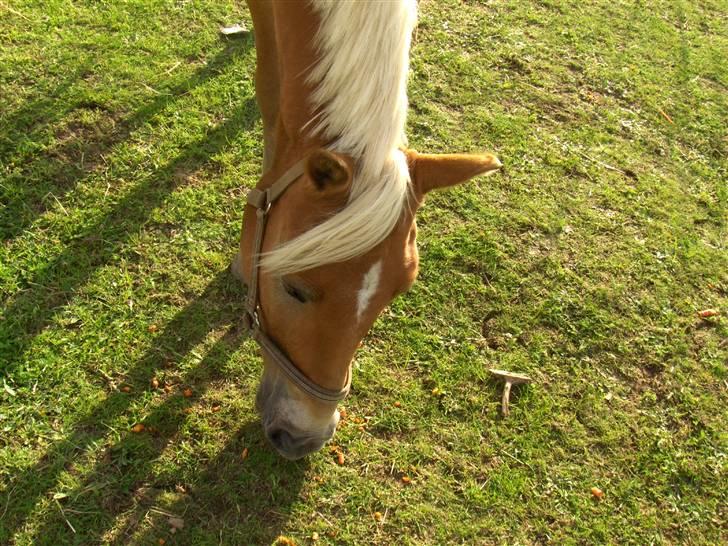 Haflinger kløv´s puk  billede 7