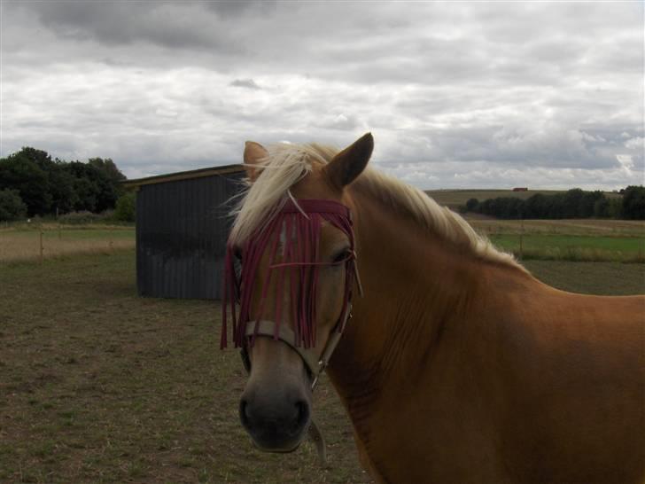 Haflinger kløv´s puk  billede 8